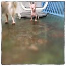 ชิวาวาขนสั้นทีคัพ น่ารักมาก