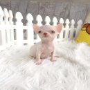 ★^-^*★ WWW.WOWWCHIHUAHUA.COM ★^-^*★." น้องเบนนี่" ชิวาวาเพศผู้ ขนสั้น...
