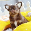 ★^-^*★ WWW.WOWWCHIHUAHUA.COM ★^-^*★." น้องไข่นุ้ย" ชิวาวาเพศผู้ ขนยาว...