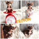 ★ WWW.WOWWCHIHUAHUA.COM★"น้องบะจ่าง" ชิวาวา เพศผู้ ขนยาว สีชอคโกแลตแทน...