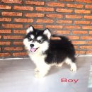 น้องหมาไซบีเรียน สไตล์วู๊ลลี่ สีขาวดำ ผู้ 1 เมีย 3 น่าตาน่ารัก สุขภาพแข็งแรง ราค...