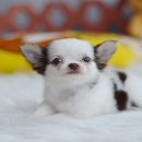★^-^*★ WWW.WOWWCHIHUAHUA.COM ★^-^*★." น้องไพลิน" ชิวาวาเพศเมีย ขนยาว ส...