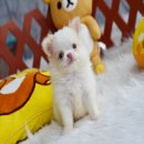 2 ชิวาวาขนยาวสีแฟนซีสุดน่ารัก หน้าสั้นๆ เพดสมาคม