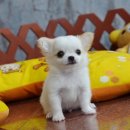 ★^-^*★ WWW.WOWWCHIHUAHUA.COM ★^-^*★." น้องเดซี่" ชิวาวาเพศเมีย ขนยาว ส...