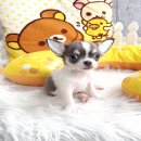 ★^-^*★ WWW.WOWWCHIHUAHUA.COM ^-^*★."น้องกันดั้ม" เพศผู้ขนสั้น สีขาวเทา...
