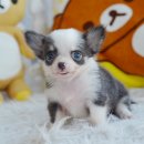 ★^-^*★ WWW.WOWWCHIHUAHUA.COM ★^-^*★." น้องป๊อกกี้" ชิวาวาเพศเมีย ขนยาว...