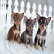 3 ชิวาวาขนสั้นเพศเมีย สุดน่ารัก เพดสมาคม ไซด์จิ๋ว