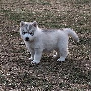 ฮักกี้เพศเมีย ขาวเทา ตาดำ โครงสร้างดี ราคาไม่แพง จัดส่งฟรี