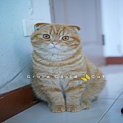 ขายแมวScottish Fold ตัวผู้หูพับ อายุ 7 เดือน