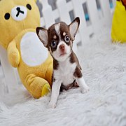 "น้องบัดดี้" หนูน้อยขนสั้น(2ชั้น)สีชอคแทนสุดน่ารัก