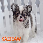 ★^-^*★ WWW.WOWWCHIHUAHUA.COM★ ^-^*★."น้องไข่เจียว"ชิวาวา เพศผู้สุดน่าร...