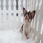 ★^-^*★ WWW.WOWWCHIHUAHUA.COM ★^-^*★." น้องตาหวาน" ชิวาวาเพศเมีย ขนสั้น...