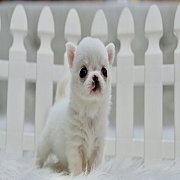 ★^-^*★ WWW.WOWWCHIHUAHUA.COM ★^-^*★ "น้องจินนี่"ขนยาว สีขาว 12500