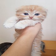 +++SALE SALE 9500 Scottish Fold หูพับ ส้มเข้ม ชาย+++