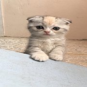 +++SALE SALE 9500 Scottish Fold หูพับ 3สี ขนสั้น เมีย.+++