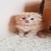 +++SALE SALE 9500 Scottish Fold หูพับ ส้มอ่อน ชาย+++