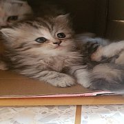 +++SALE SALE 9500 Scottish Fold หูตั้ง หญิง+++