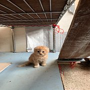 +++SALE SALE 9500 Scottish Fold หูพับ ส้มเข้ม ชาย+++