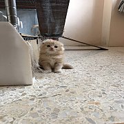 +++SALE SALE 9500 Scottish Fold หูพับ ส้มอ่อน ชาย+++