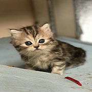 +++SALE SALE 9500 Scottish Fold หูตั้ง หญิง+++