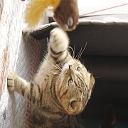 พร้อมย้ายบ้าน #Scottishfold  ชายหูพับ