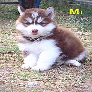 น้องหมาไซบีเรียน เพศผู้ 2 เมีย 1 น่ารัก แข็งแรง ราคาไม่แพง จัดส่งฟรี