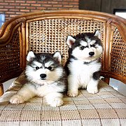 น้องหมาไซบีเรียน เพศผู้ สีขาวดำ น่ารัก ตัวอ้วน ขนฟู ราคาไม่แพง