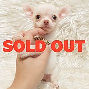 LITTLE DOG'S FARM : ย้ายบ้านแล้วค่ะ สาวน้อยชิวาวาขนสั้น ตัวเล็กๆ สีขาว น่ารักๆจ้...