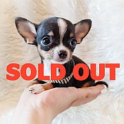 LITTLE DOG'S FARM : จองแล้วค่ะ ชิวาวาขนสั้น ตัวเล็กจิ๋ว หน้าสวยๆ น่ารักๆจ้า