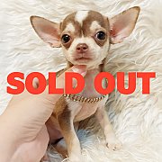 LITTLE DOG'S FARM :จองแล้วค่ะ ชิวาวาขนสั้น มาร์คไซบีเรียล หน้าสวยๆ น่ารักๆจ้า