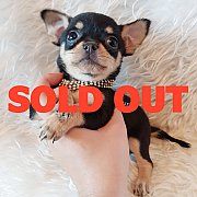 LITTLE DOG'S FARM : จองแล้วค่ะ ชิวาวาขนสั้น สีแบล็คแอนด์แทน หน้าสวยๆ น่ารักๆจ้า