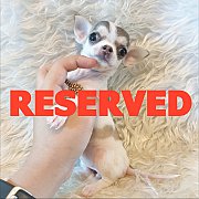 LITTLE DOG'S FARM : จองแล้วค่ะ สาวน้อบชิวาวาขนสั้น ตัวเล็กๆ มาร์คไซบีเรียล น่ารั...