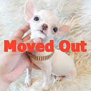 LITTLE DOG'S FARM : ย้ายบ้านแล้วค่ะ ชิวาวาขนสั้น ตัวเล็กๆ สีขาว น่ารักๆจ้า