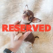 LITTLE DOG'S FARM : จองแล้ว สาวน้อยชิวาวาขนสั้น สีชอคเข้ม มาร์คเป๊ะเว่อร์ น่ารัก...