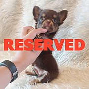 LITTLE DOG'S FARM : จองแล้วค่ะ ชิวาวาขนยาว สีชอคโกแลตแอนด์แทน น่ารักๆจ้า