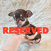 LITTLE DOG'S FARM : จองแล้วค่ะ สาวน้อยชิวาวาขนสั้น ตัวจิ๋วๆ สีชอคโกแลต น่ารักๆจ้...