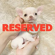 LITTLE DOG'S FARM : จองแล้วคะ สาวน้อยชิวาวาขนสั้น สีขาว น่ารักๆจ้า