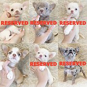 LITTLE DOG'S FARM : เหลือ1ตัว ชิวาวาขนยาว-ขนสั้น ตัวเล็กๆ สีสวยๆ น่ารักๆจ้า