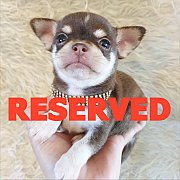 LITTLE DOG'S FARM : จองแล้วคะ หน้อยชิวาวาขนสั้น ตัวจิ๋วๆ สีชอคโกแลต มาร์คกิ้งเป๊...