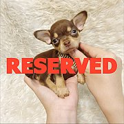 LITTLE DOG'S FARM : จองแล้วคะ หนุ่มน้อยชิวาวาขนสั้น ตัวจิ๋วๆ สีชอคโกแลตแอนด์แทน...