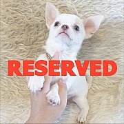 LITTLE DOG'S FARM : จองแล้วคะ หนุ่มน้อยชิวาวาขนสั้น หน้าสวยๆ น่ารักๆจ้า