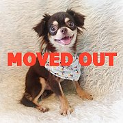 LITTLE DOG'S FARM : ย้ายบ้านแล้ว พ่อพันธุ์ชิวาวาขนยาว สีชอคโกแลตแอนด์แทน อายุสาม...