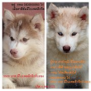 ขาย ไซบีเรียน ฮัสกี้,  กทม  มารับเองลดได้ครับ มีใบเพตดีกีรับลอง