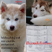 ขาย ไซบีเรียน ฮัสกี้,  กทม  มารับเองลดได้ครับ มีใบเพตดีกีรับลอง