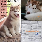 ขาย ไซบีเรียน ฮัสกี้,  กทม  มารับเองลดได้ครับ มีใบเพตดีกีรับลอง