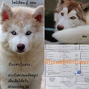 ขาย ไซบีเรียน ฮัสกี้,  กทม  มารับเองลดได้ครับ มีใบเพตดีกีรับลอง