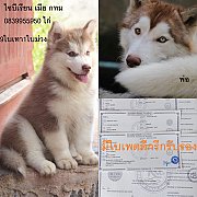ขาย ไซบีเรียน ฮัสกี้,  กทม  มารับเองลดได้ครับ มีใบเพตดีกีรับลอง