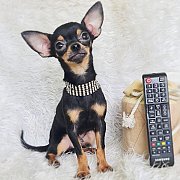 LITTLE DOG'S FARM : หนุ่มน้อยชิวาวาขนสั้น  ตัวเล็กน่ารัก สีแบล็คแอนด์แทน แบ๊วๆ ข...