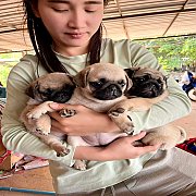 ปั๊กแท้โคราช