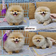 ปอมเมอเรเนียนแท้สีส้ม เพศผู้